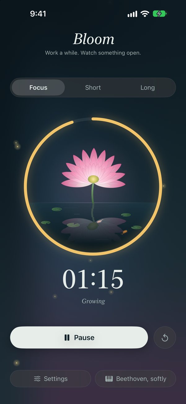 The lotus in full bloom with a golden centre, lily pads on the pond.